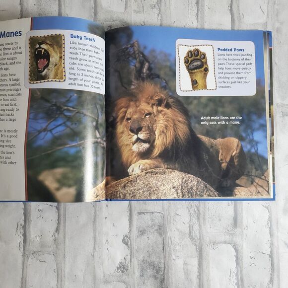 Educational Vintage Reader's Digest All About Lions - Picture 2 of 5